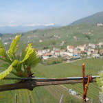 Vigne: ecco i primi germogli